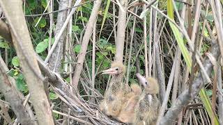 Amazing Green Bittern Bird Nest [upl. by Maddie]