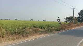 64 bigha farmhouse land near tappal and Yamuna expressway call 8851563830 [upl. by Allimrac]