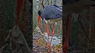 P217 Review birds nest life mom birds brings food to feed her babies in their nest birdslover [upl. by Enyallij]