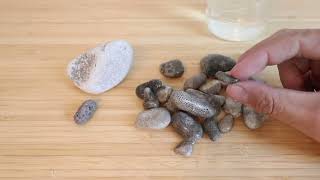 What Is A Petoskey Stone [upl. by Ecirtel261]