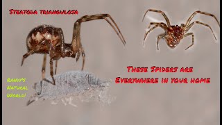 The Spiders are Everywhere in Your Home Steatoda [upl. by Ballou]