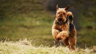 Gorgeous Soft Coated Wheaten Terriers in the Show Ring [upl. by Lenoj]