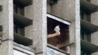 20240906 Peregrine Falcon MetLIfe Building [upl. by Bandeen]