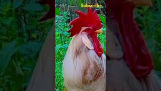 Alagula mayangitan🤣🤣🤣kozhikoothugal funnychicken husbandwifetamilcomedy funny ytshort [upl. by Ellsworth489]