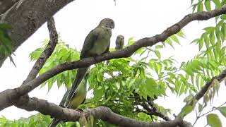 Los loros rabadilla roja Sydney Australia [upl. by Michale]