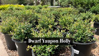 Dwarf Yaupon Holly [upl. by Eskil]