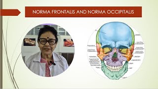 Norma frontalis and occipitalis [upl. by Ainala]