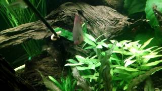 Congo River Bio Tope Aquarium [upl. by Alpheus200]