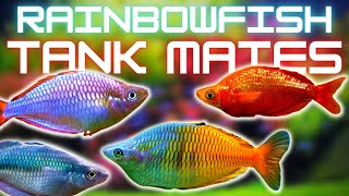 Rainbowfish Tank Mates 5 Fish You Can Keep With Rainbowfish [upl. by Ganley]