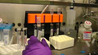 Washing tetramer positive cells off MACS beads [upl. by Adnawahs]