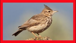 Crested Lark Song Crested Lark Call Crested Lark Sound Cogujada Común Canto  Galerida Cristata [upl. by Yemrots]