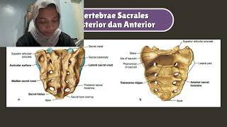 Anatomi Vertebrae dan Musculi Regio Dorsum [upl. by Hwu]