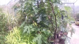 Ficus carica Ice Crystal Cut Leaf Fig Big Plant Nursery in West Sussex UK [upl. by Filmer]