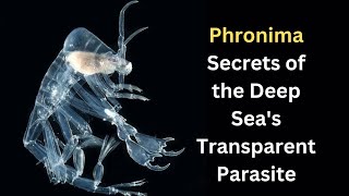 Phronima Secrets of the Deep Seas Transparent Parasite [upl. by Strang]