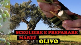 Scegliere e Prelevare Marze Innesto OLIVO 🫒 [upl. by Bauer]