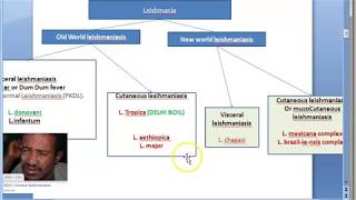 Parasitology 061 b Leishmania donovani leishmaniasis Kala azar Lab Diagnosis LD bodies Montenegro [upl. by Herminia940]