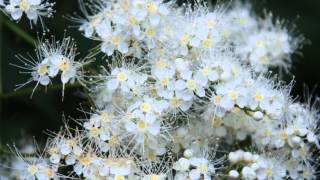 Sorbaria tomentosa var angustifolia Kashmir False Spiraea [upl. by Veneaux]