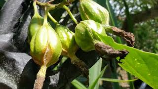 Capsulas y semillas de Orquidea Myrmecophila Grandiflora [upl. by Kcirderf566]