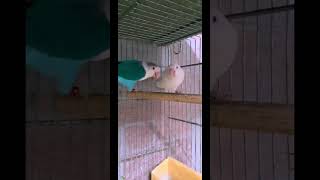 coppia fischer lovebird bella coppia like video birdvlogs italia [upl. by Power]