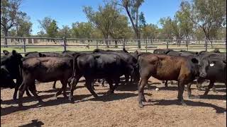 AC GIRRAWEEN PROPERTIES 45 BACKGROUNDER HEIFERS [upl. by Luana]