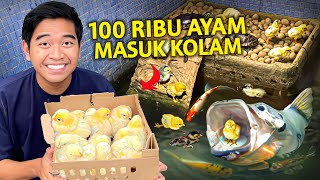 MASUKIN 100RIBU ANAK AYAM KE KOLAM SEMUA HEWAN BERINGAS [upl. by Yorle450]