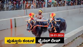 Puttur Kambala Final race 2024  ಪುತ್ತೂರು ಕಂಬಳ ಫೈನಲ್ ರೇಸ್ [upl. by Koby]