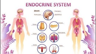 Endocrinesystemnotes endocrinesystem exocrinesystem notes glands [upl. by Fogg]