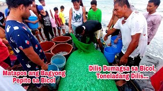 Bicol Region matapos ang Bagyong Pepito bumuhos ang Biyaya ng Diyos Toneladang Dilis nahuliSa Bicol [upl. by Nylatsyrc]