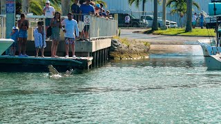 I Told You it Would Happen  Fred the Croc Terrorizes the Boat Ramp  Black Point Marina [upl. by Nonaihr103]