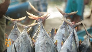 Negombo Fish Market  Sri Lanka Discoveries  World Nomads [upl. by Subak]