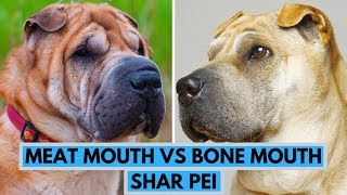 Meat Mouth vs Bone Mouth Shar Pei Dog Breed [upl. by Davine]