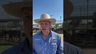 Wagga Cattle Market Report 141024 [upl. by Tak]