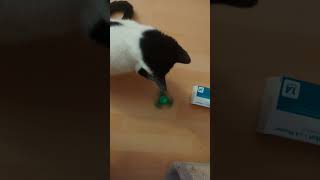 my cat Xena loves fidget spinner [upl. by Mather967]