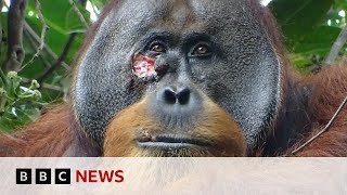 Wounded wild orangutan seen using plant as medicine  BBC News [upl. by Talie916]