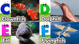 ABC Sea Animals song  Alphabets Kids song  Learn Alphabets English and Animals for Kids abcd [upl. by Irmgard]