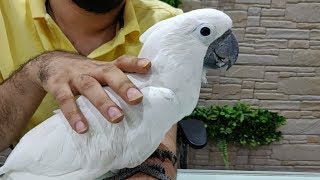 Umbrella Cockatoo Bird at Salmans Exotic Pet Store [upl. by Shellie992]