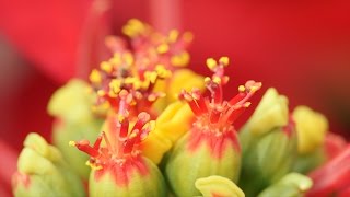 Coming of Color Poinsettias [upl. by Magnum]