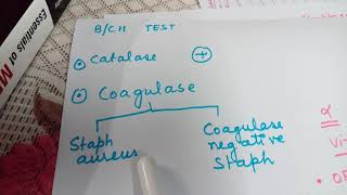 Staphylococcus and StreptococcusEasy lecture [upl. by Ardella591]