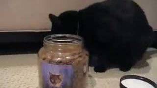 Huey opening his jar of cat treats from georgesfcom  Fresh Step Litter Video [upl. by Nada791]