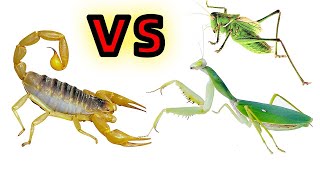 螳螂 VS 蟈蟈 VS 毒蠍子  Mantis vs scorpion vs katydid [upl. by Park385]