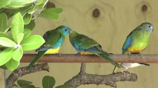 Turquoisine Parrots feeding each other  The Pheasantasiam [upl. by Oiramd421]