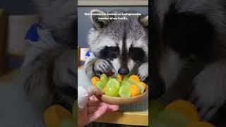 Baby raccoon raccoon pets rescue animals [upl. by Montague]