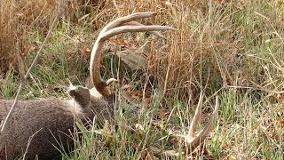 How To Mount A European Skull And Restore Bleached Antlers [upl. by Ethe]