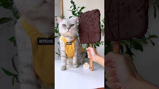 🤩The cat chef made the biggest ice cream catofyoutube food catcookingfood asmr Ice cream [upl. by Hgieloj234]