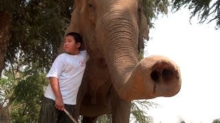 A day in the life of a young mahout [upl. by Sophey]