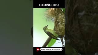 Olive Backed Sunbird Feeding Baby Chicks [upl. by Kenny]