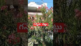 ganneru chettu telangana pilla telugu youtube shorts viral video trending realfoolsteam [upl. by Hays]