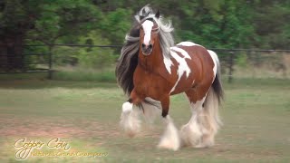 Copper Coin  Gypsy Vanner Horse Stallion [upl. by Arratal]