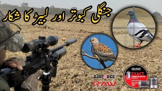 Rock pigeons and Turtle dove Hunting with Rapid HM1000X hunting airgunhunting [upl. by Wittenburg]