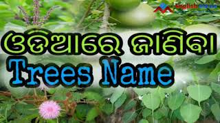 Tree names in Odia  easy learning English  Vocabulary Development [upl. by Arlina]